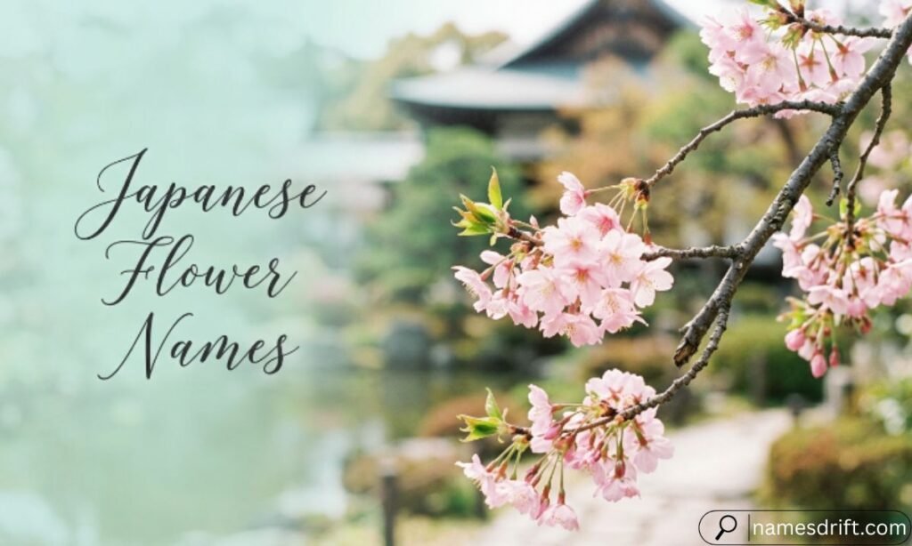  Japanese flower names with cherry blossoms.
